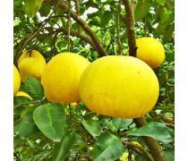 柚子批發(fā)全攻略 產(chǎn)品庫選擇與市場策略