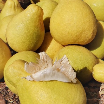 廣西紙箱柚子供應(yīng)與價(jià)格分析 批發(fā)市場全面指南