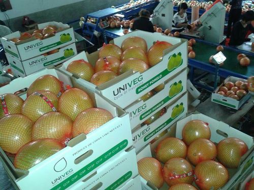 平和出口紅肉蜜柚 新鮮天然無公害有機(jī)柚子批發(fā)指南