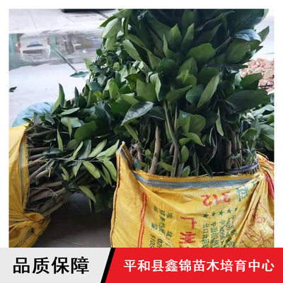 鑫錦純正蜜柚苗供應(yīng)與批發(fā)指南 紅心柚、三紅蜜柚、黃金蜜柚樹苗選購(gòu)全解析