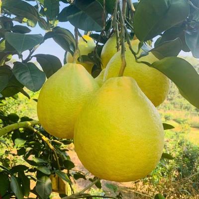 廣西賀州八步區(qū)沙田柚 正宗產(chǎn)地直發(fā)，打造優(yōu)質(zhì)供應(yīng)鏈