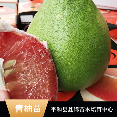 東南亞特色柚子苗木批發指南 純正馬來西亞青柚苗、無籽雞尾青柚苗、泰國紅寶石柚子苗及水晶青柚苗價格解析